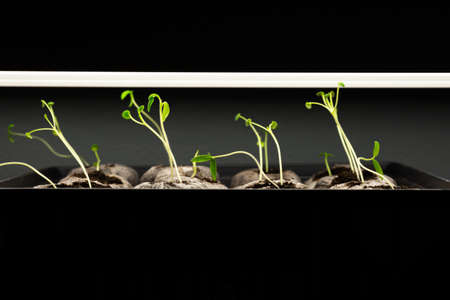 Tomato seedlings being grown under lights indoors 