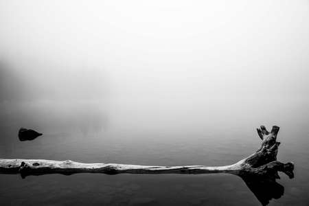 An old tree trunk laying in the water   Reflections in the lakeの写真素材
