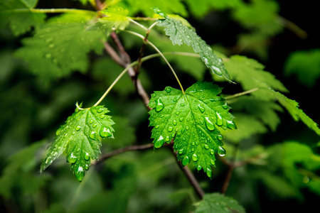 Wet leaves after a Spring Rain