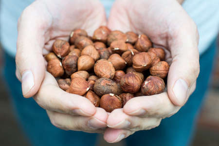 Filbert hazelnuts being help in open hands.