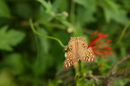 butterflyの写真素材