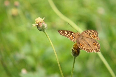 butterfly