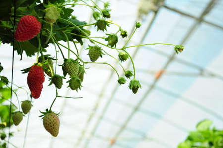 Strawberry pickingの写真素材