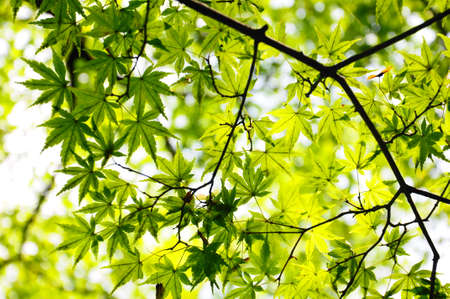 Summer foliage