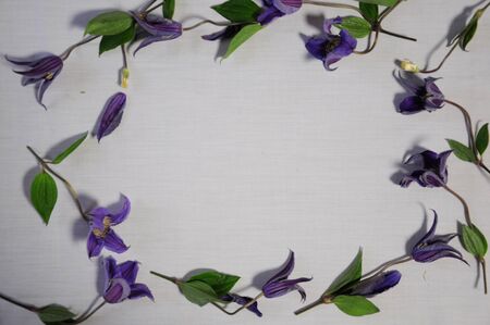 Circle of purple flowersの写真素材