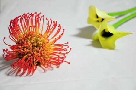 Orange and yellow flowers