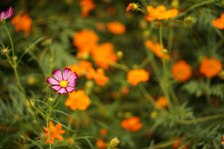 Fall of the cosmosの写真素材