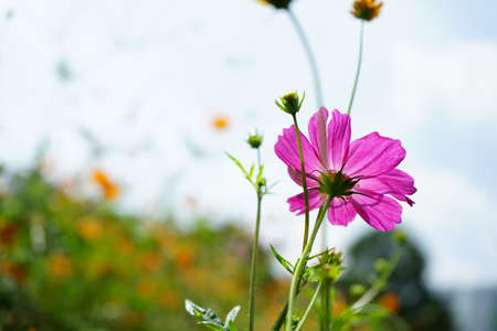 Fall of the cosmosの写真素材