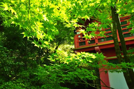 Autumn Templeのeditorial素材