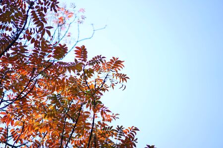 Japan autumn sakura