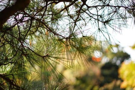Autumn pine