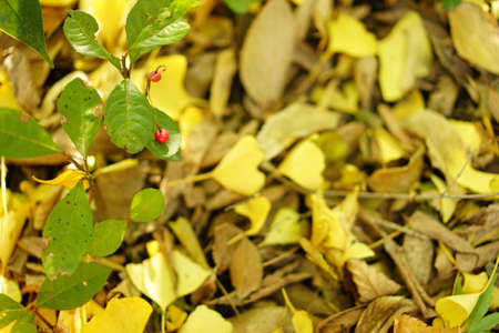 Ginkgo biloba leavesの写真素材