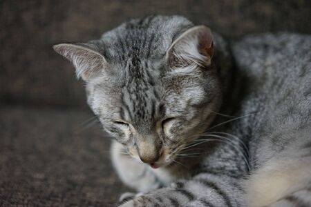 Egyptian Mauの写真素材