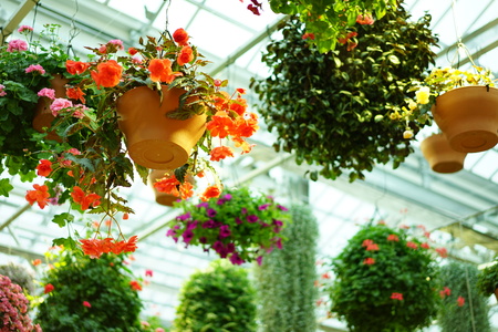 Mishima Skywalk flowersの写真素材