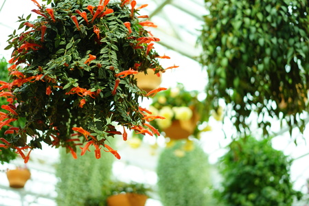 Mishima Skywalk flowersの写真素材