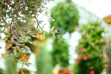 Mishima Skywalk flowersの写真素材