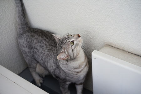 Roof of the Egyptian Mauの写真素材