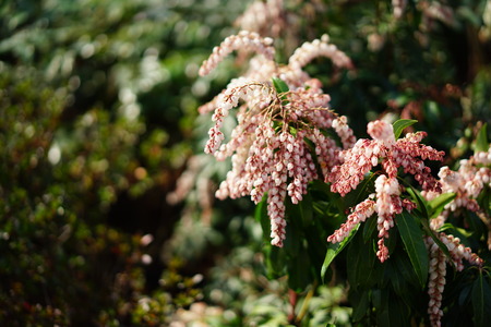 Small pink spring flowersの写真素材