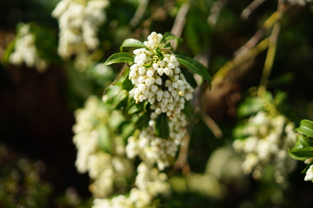 Small white flowers in springの写真素材