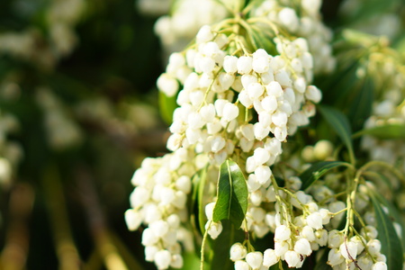 Small white flowers in springの写真素材