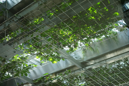Plants on the roof of the buildingの写真素材