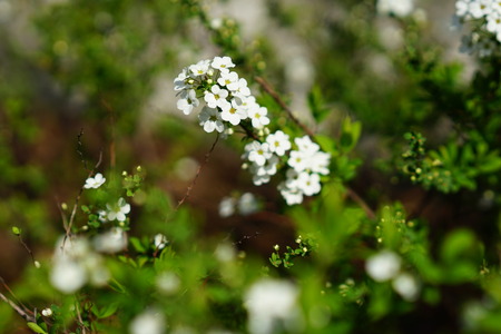 White flower.の写真素材