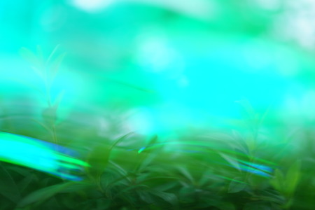 Green light illuminated on the trees
