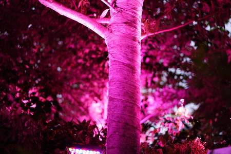The purple light illuminates at the trees in the green forestの写真素材