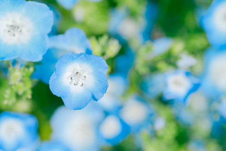 Blue flower background with soft focus and shallow depth of field. (Nemophila)の写真素材
