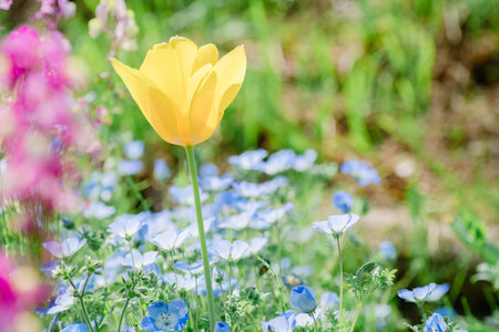 Yellow tulip among blue flax and purple flowers in the gardenの写真素材