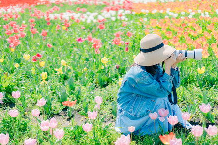 Young asian woman taking photo of tulip flower field in the gardenの写真素材