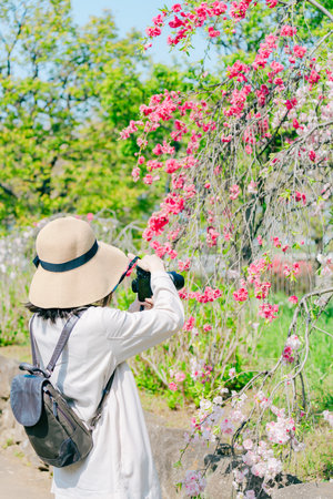 Woman taking photo of sakura blossom in spring time, Thailand.の写真素材