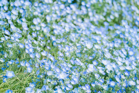 Nemophila (Nemophila paniculata)の写真素材