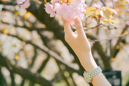 Close up of woman's hand holding pink cherry blossom flower.の写真素材