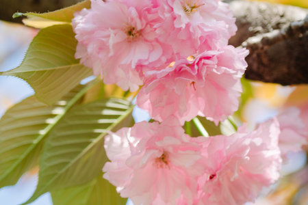 cherry blossom in spring, pink sakura flowers close up