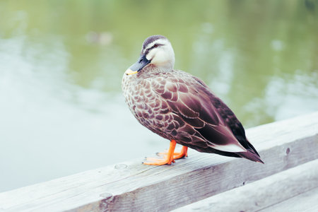 Mallard duck on the wooden pier in the park. Selective focus at Karuizawaの写真素材