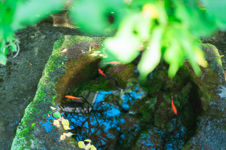 Goldfish swimming in a pond in the garden, Koh Samui, Thailand