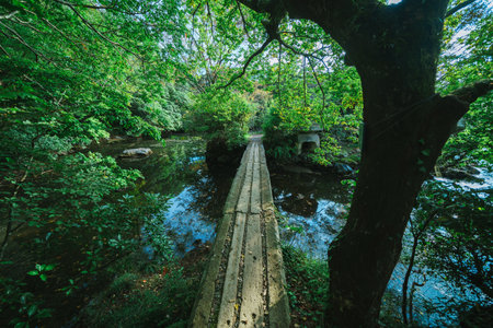 Wooden bridge over the river in the forest, summer landscape.