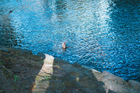 Duck swimming in the river. Selective focus.の写真素材