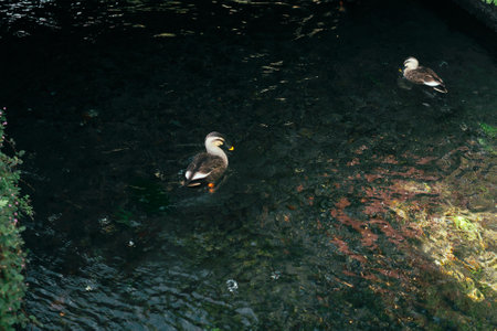 Duck swimming on the water in a park, closeup of photoの写真素材