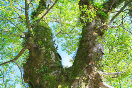 Tree with green leaves and blue sky in the forest, nature background