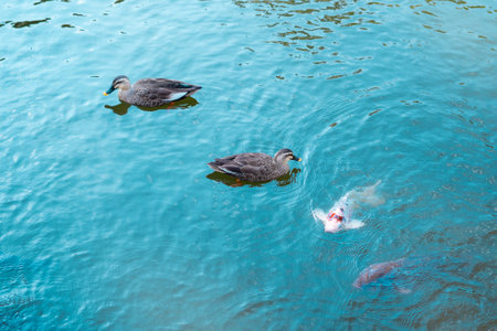 ducks swimming in the lake in summer day. shallow depth of fieldの写真素材