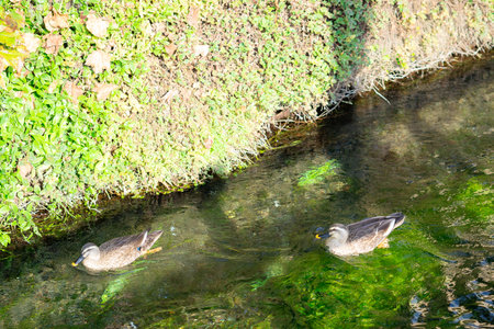 Ducks swimming in the pond in the city park on a sunny dayの写真素材