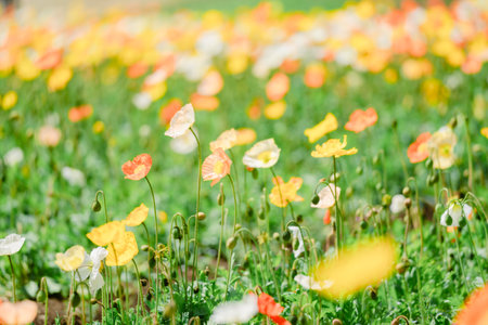 Field of poppies in the garden. Selective focus.の写真素材