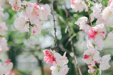 cherry blossom in spring time with shallow depth of field.の写真素材