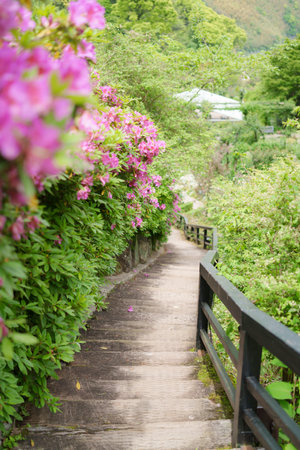 Rhododendron flowers in the garden with wooden walkwayの写真素材