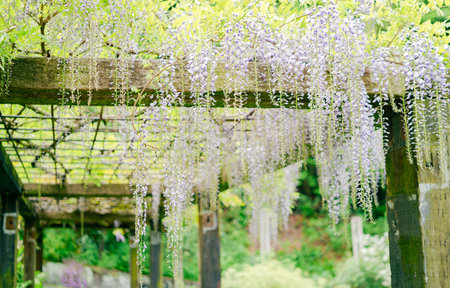 Wisteria blooming in the garden with green leaves background.の写真素材