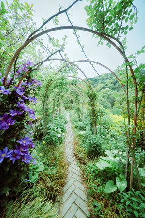 Walkway in the garden with purple flowers and green leaves, Thailand.