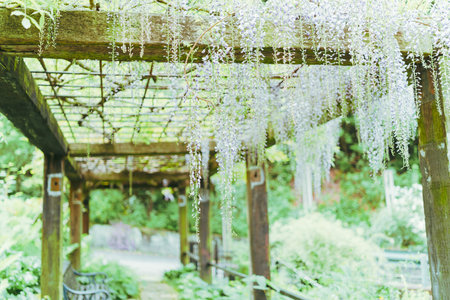 Wisteria flowers in the garden, Japan. Selective focus.の写真素材