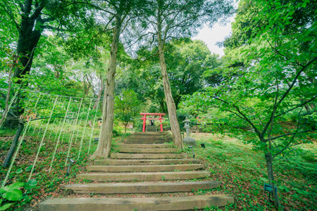 Stone stairs in the park with green tree and red torii gateの写真素材